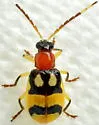 Festive Cucumber Beetle - photo 5