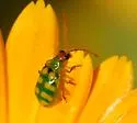 Banded Cucumber Beetle
