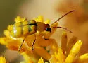 Banded Cucumber Beetle - photo 2