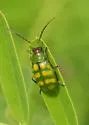 Banded Cucumber Beetle - photo 3