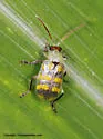 Banded Cucumber Beetle - photo 4