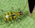 Banded Cucumber Beetle - photo 5