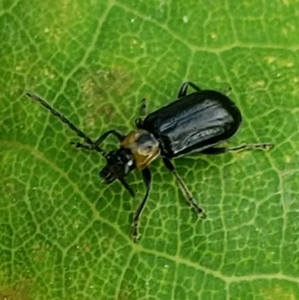 Diabrotica cristata