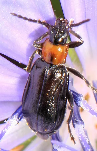 Diabrotica cristata - photo 2