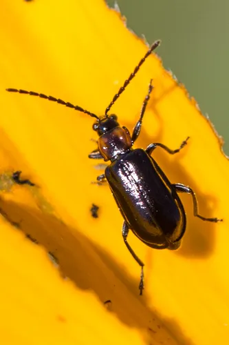 Diabrotica cristata - photo 3