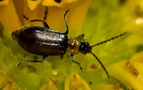 Diabrotica cristata - photo 4