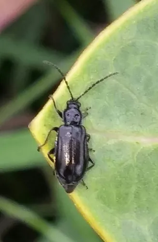 Diabrotica cristata - photo 5
