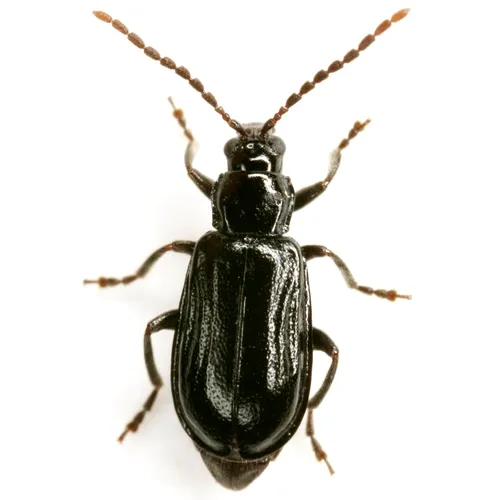 Diabrotica cristata - photo 6