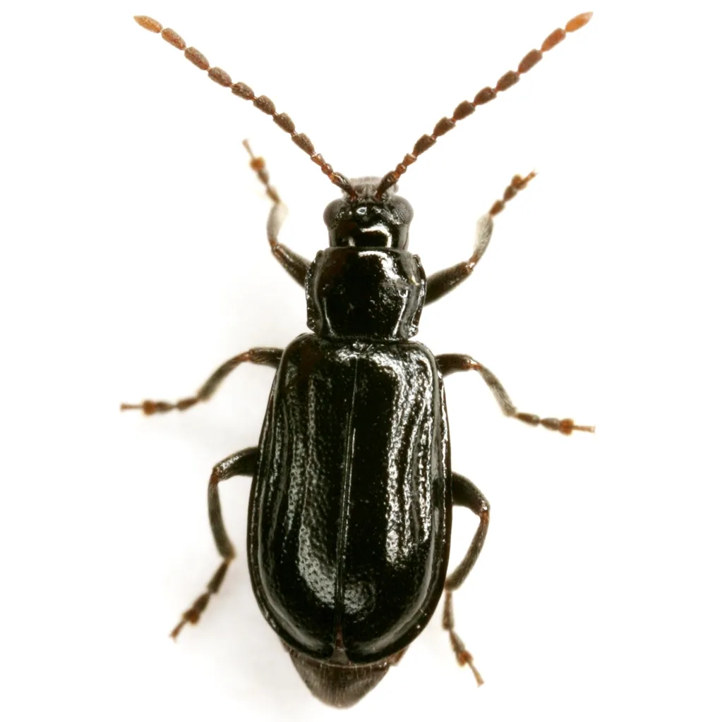 Diabrotica cristata - photo 7