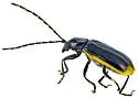 Diabrotica lemniscata - photo 4