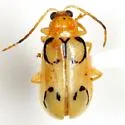Diabrotica litterata