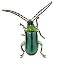 Diabrotica longicornis