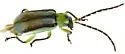 Diabrotica longicornis - photo 2