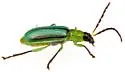 Diabrotica longicornis - photo 3
