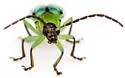 Diabrotica longicornis - photo 4