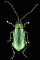 Diabrotica longicornis - photo 5