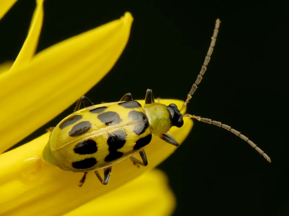 Spotted Cucumber Beetle - Diabrotica undecimpunctata