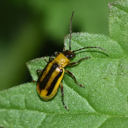 Western Corn Rootworm - photo 2
