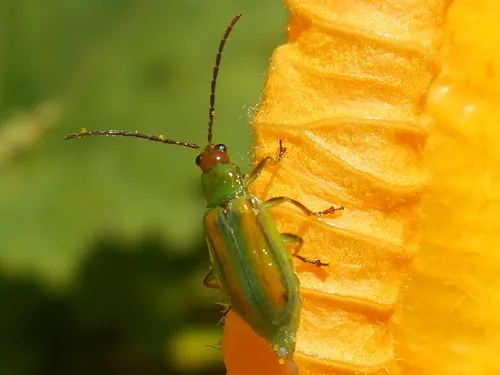 Western Corn Rootworm - photo 3