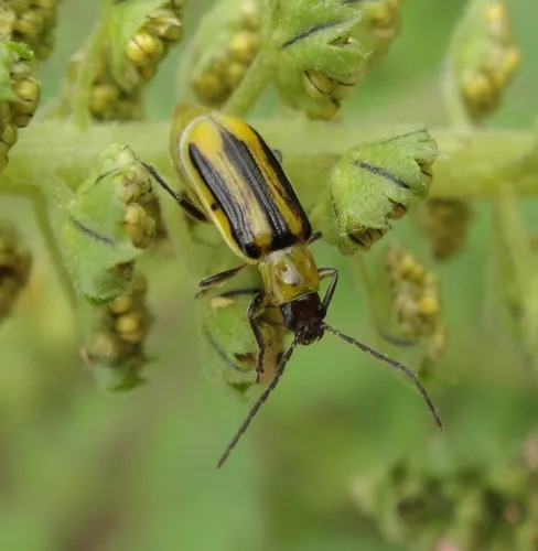 Western Corn Rootworm - photo 4