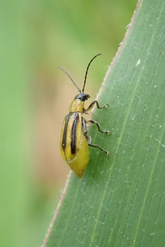 Western Corn Rootworm - photo 5