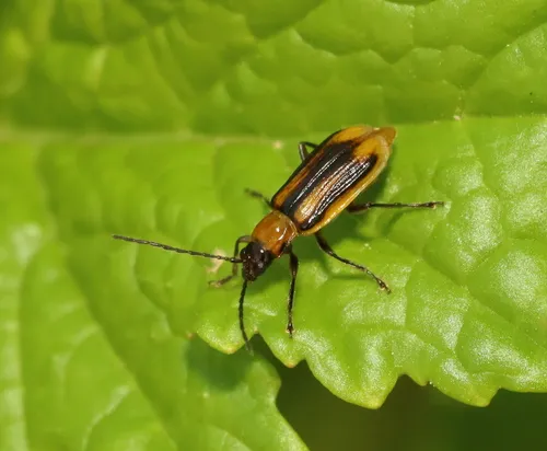 Western Corn Rootworm - photo 6