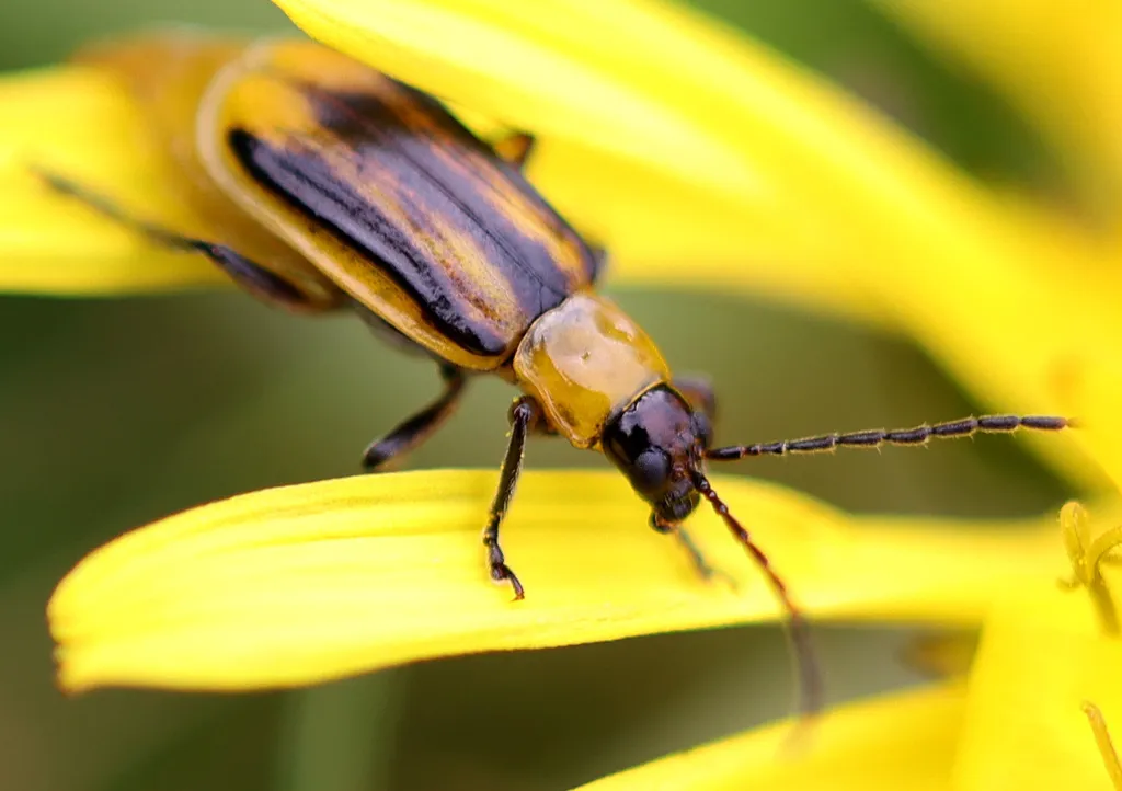 Western Corn Rootworm - photo 7
