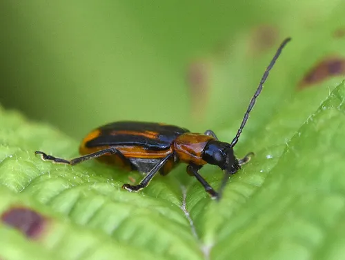 Western Corn Rootworm - photo 8