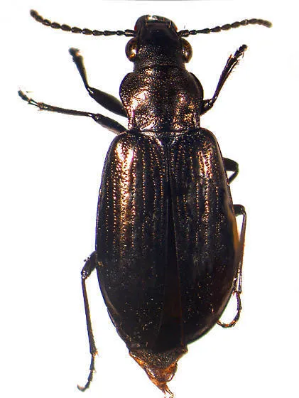 Diacheila arctica - photo 2