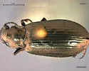 Diacheila polita