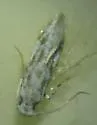 Diachorisia velatella - Hodges#0279
