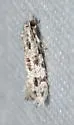 Diachorisia velatella - Hodges#0279 - photo 2