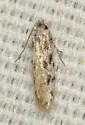 Diachorisia velatella - Hodges#0279 - photo 3