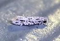 Diachorisia velatella - Hodges#0279 - photo 4