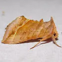 Dark-spotted Looper - Hodges#8896 - Diachrysia aereoides