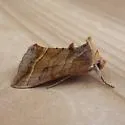Dark-spotted Looper - Hodges#8896 - photo 2