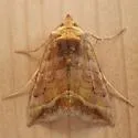 Dark-spotted Looper - Hodges#8896 - photo 3