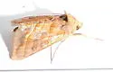 Dark-spotted Looper - Hodges#8896 - photo 4