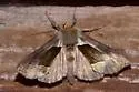 Green-patched Looper - Hodges#8897