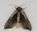 Green-patched Looper - Hodges#8897 - photo 2