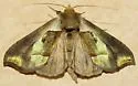 Green-patched Looper - Hodges#8897 - photo 4