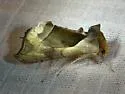 Green-patched Looper - Hodges#8897 - photo 5