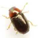 Bronze Leaf Beetle