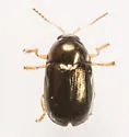 Bronze Leaf Beetle - photo 2