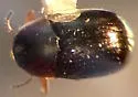 Bronze Leaf Beetle - photo 3