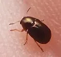 Bronze Leaf Beetle - photo 4