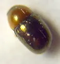 Bronze Leaf Beetle - photo 5