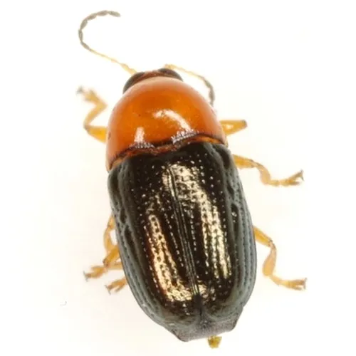 Diachus chlorizans - Diachus chlorizans