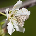 Darker Diacme Moth - Hodges#5143