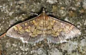 Darker Diacme Moth - Hodges#5143 - photo 2